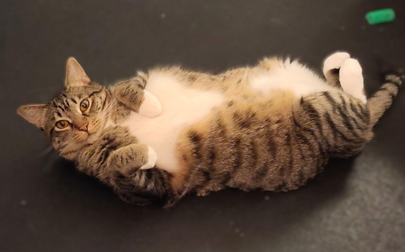 Doe, Adopted, Senior Female Tabby & Domestic Short Hair.