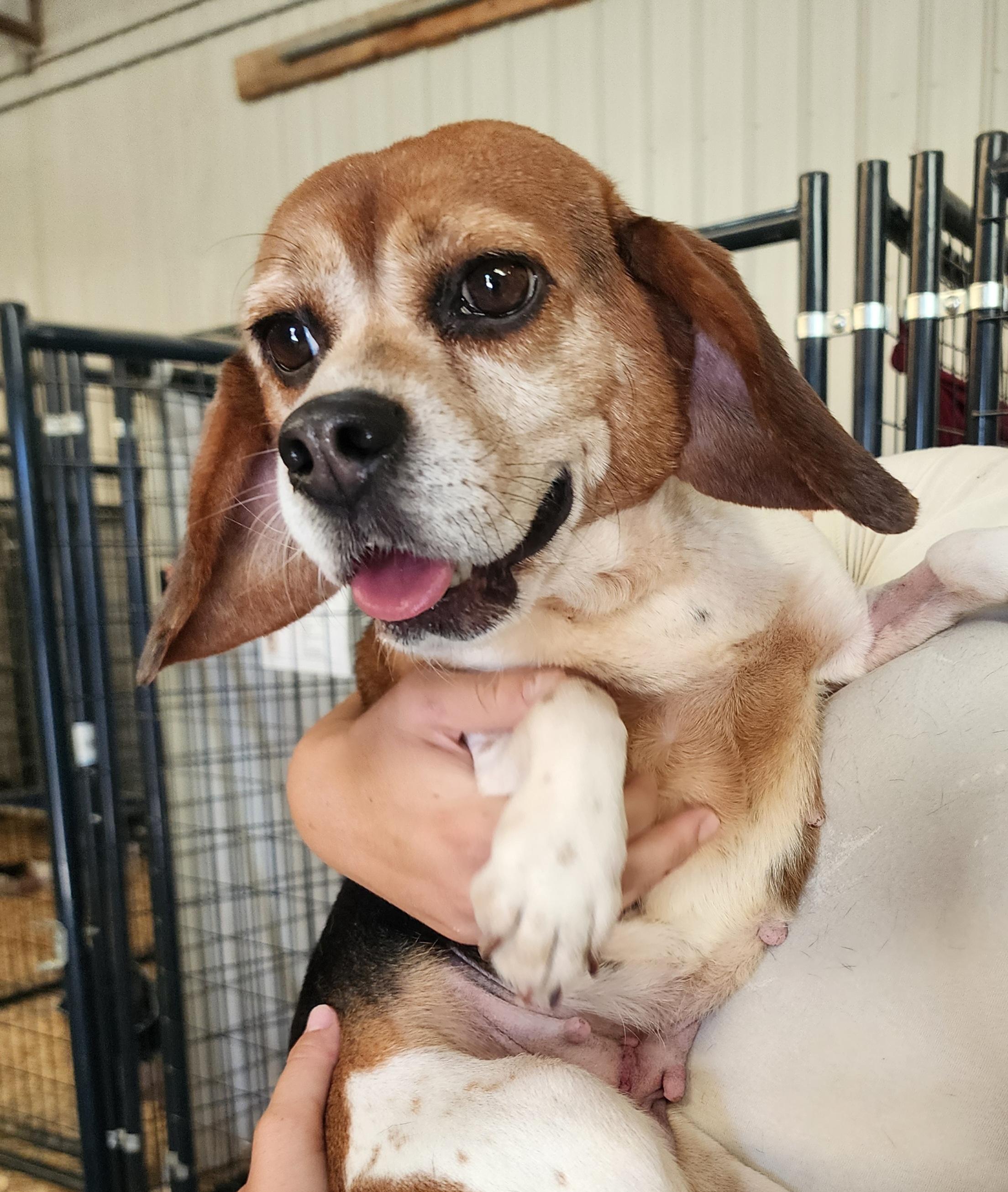 Kayle, Adult Female Beagle