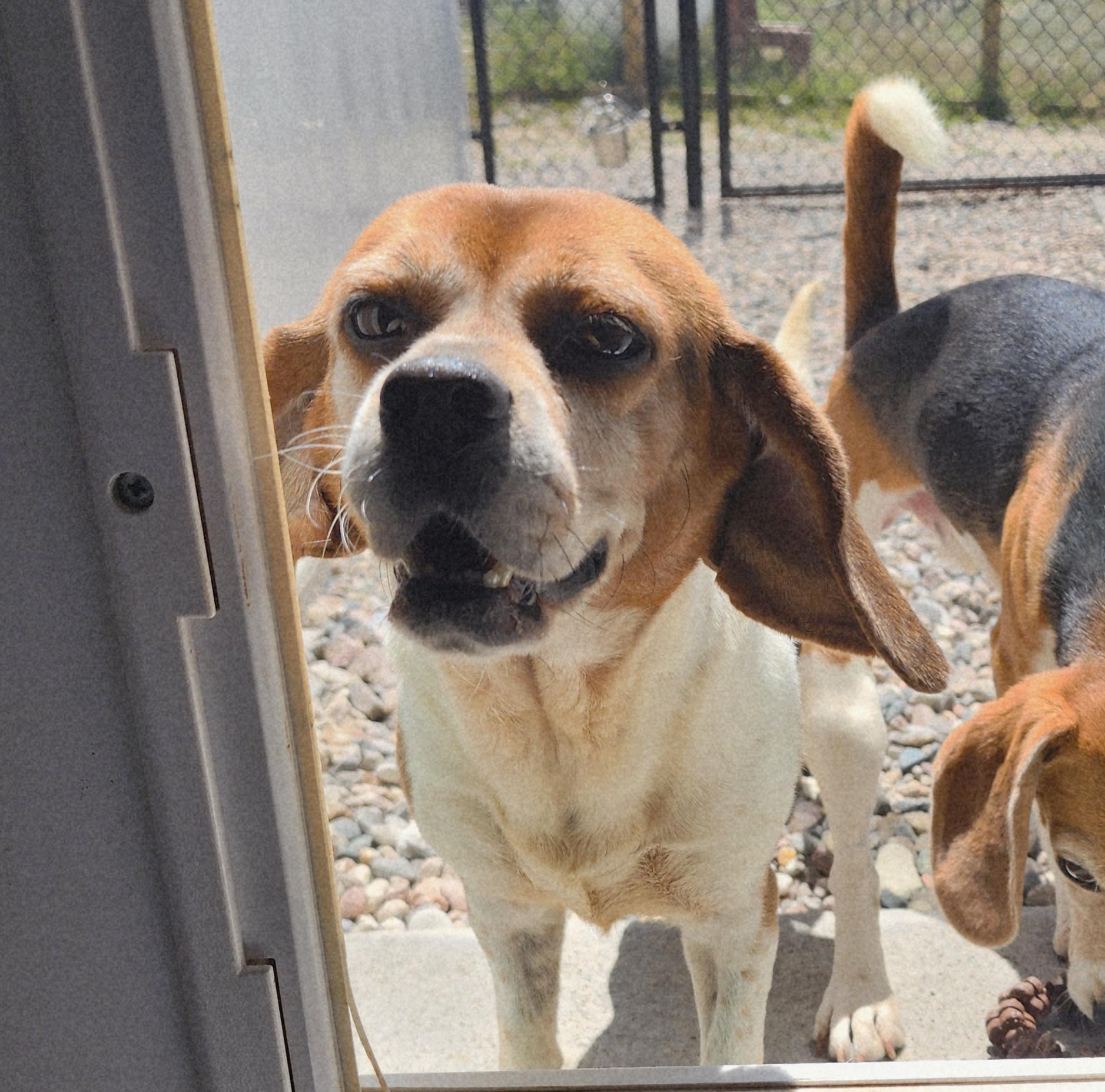Kayle, an adoptable Beagle, Pug in Hartville, WY, 82215 | Photo Image 3