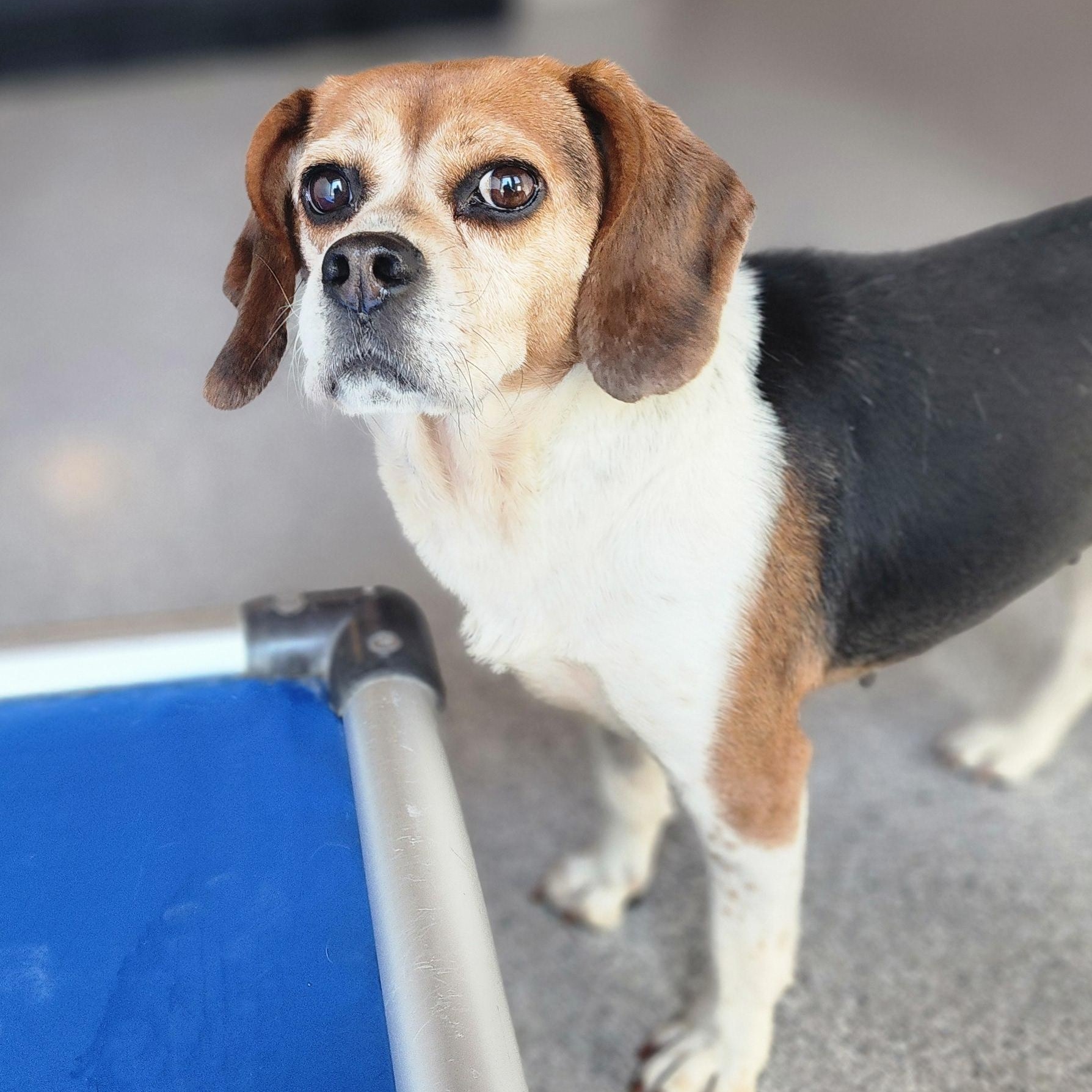 Kayle, an adoptable Beagle, Pug in Hartville, WY, 82215 | Photo Image 1