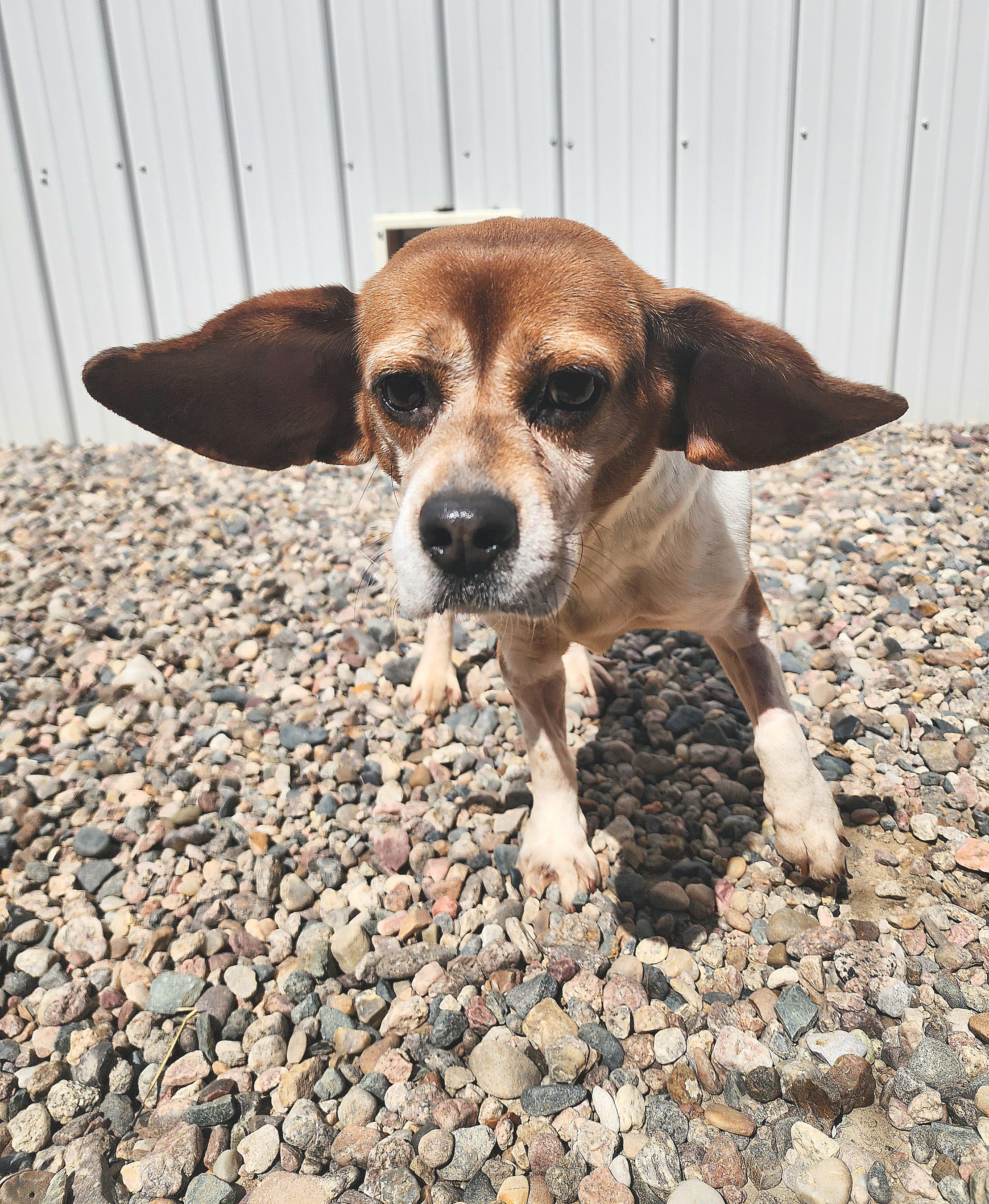 Kayle, an adoptable Beagle, Pug in Hartville, WY, 82215 | Photo Image 4