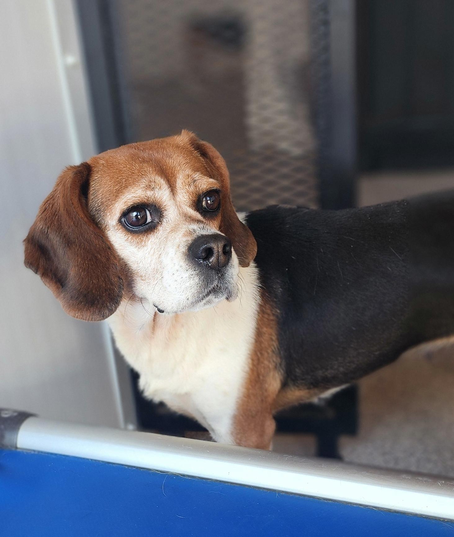 Kayle, an adoptable Beagle, Pug in Hartville, WY, 82215 | Photo Image 2