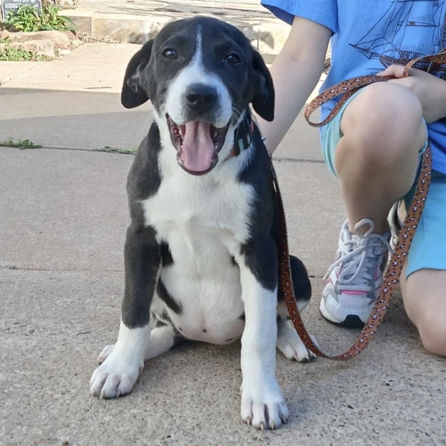Enlarge Sadie, an adopted mixed breed in Houston, TX image 3/5