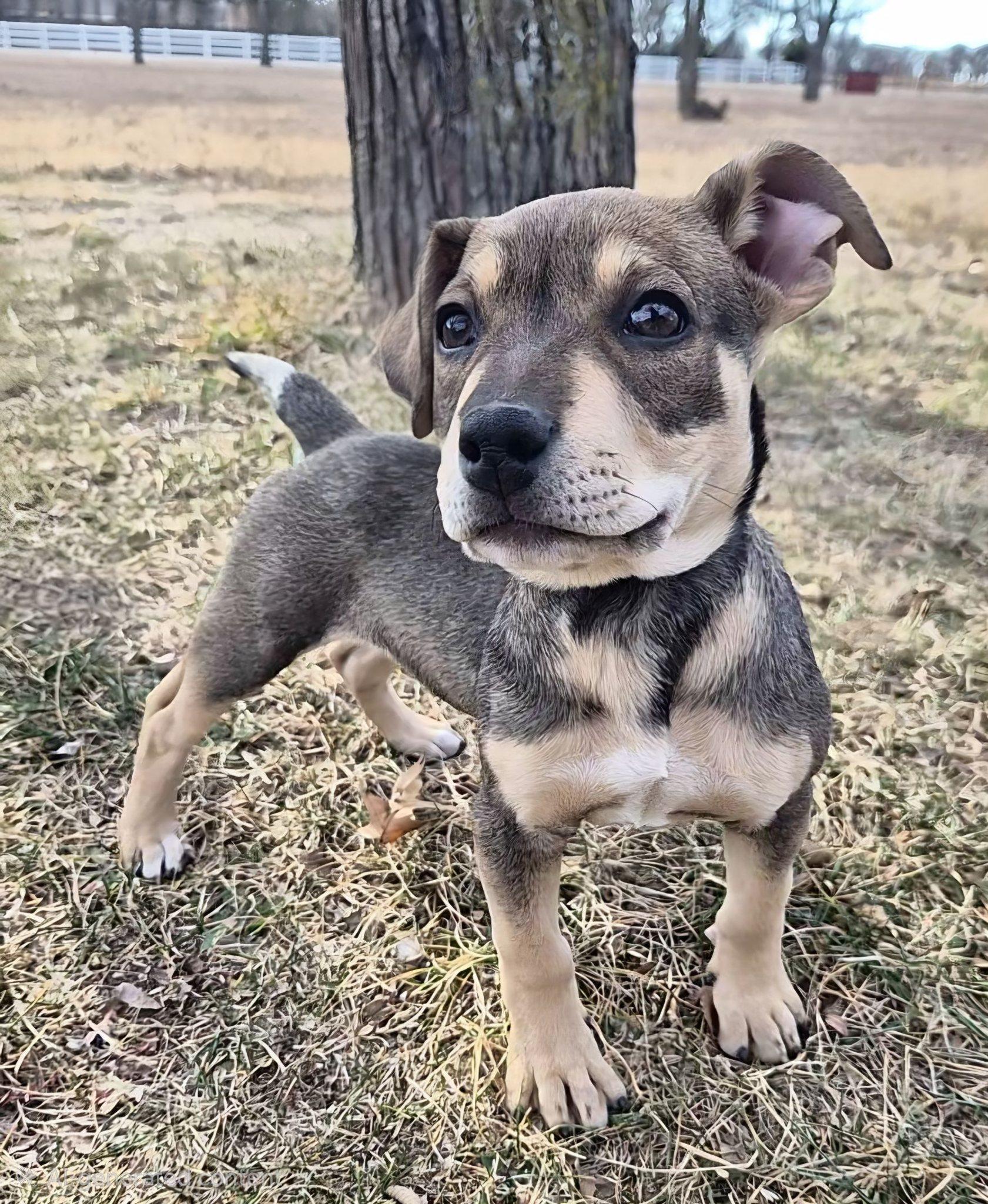 Birdie, an adoptable mixed breed in Montague, TX image 3/3