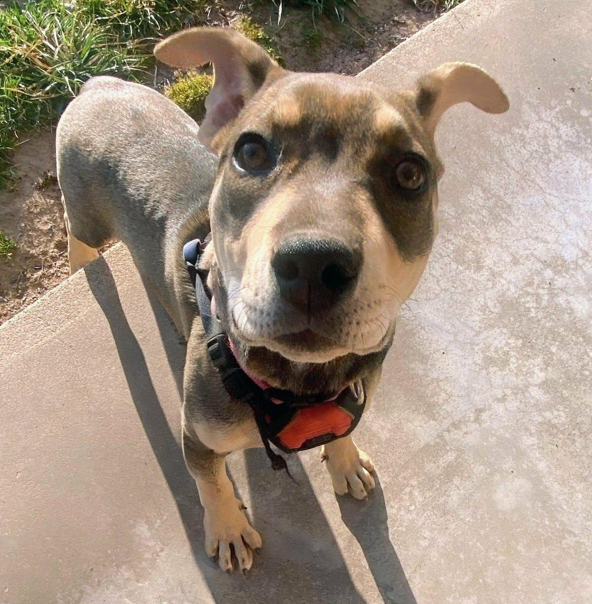 Birdie, an adoptable mixed breed in Montague, TX image 1/3