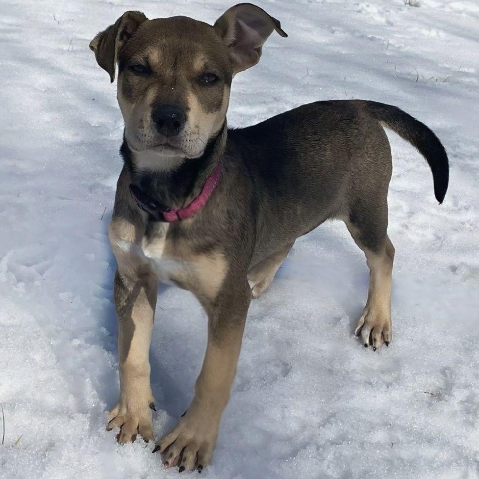 Birdie, an adoptable mixed breed in Montague, TX image 2/3