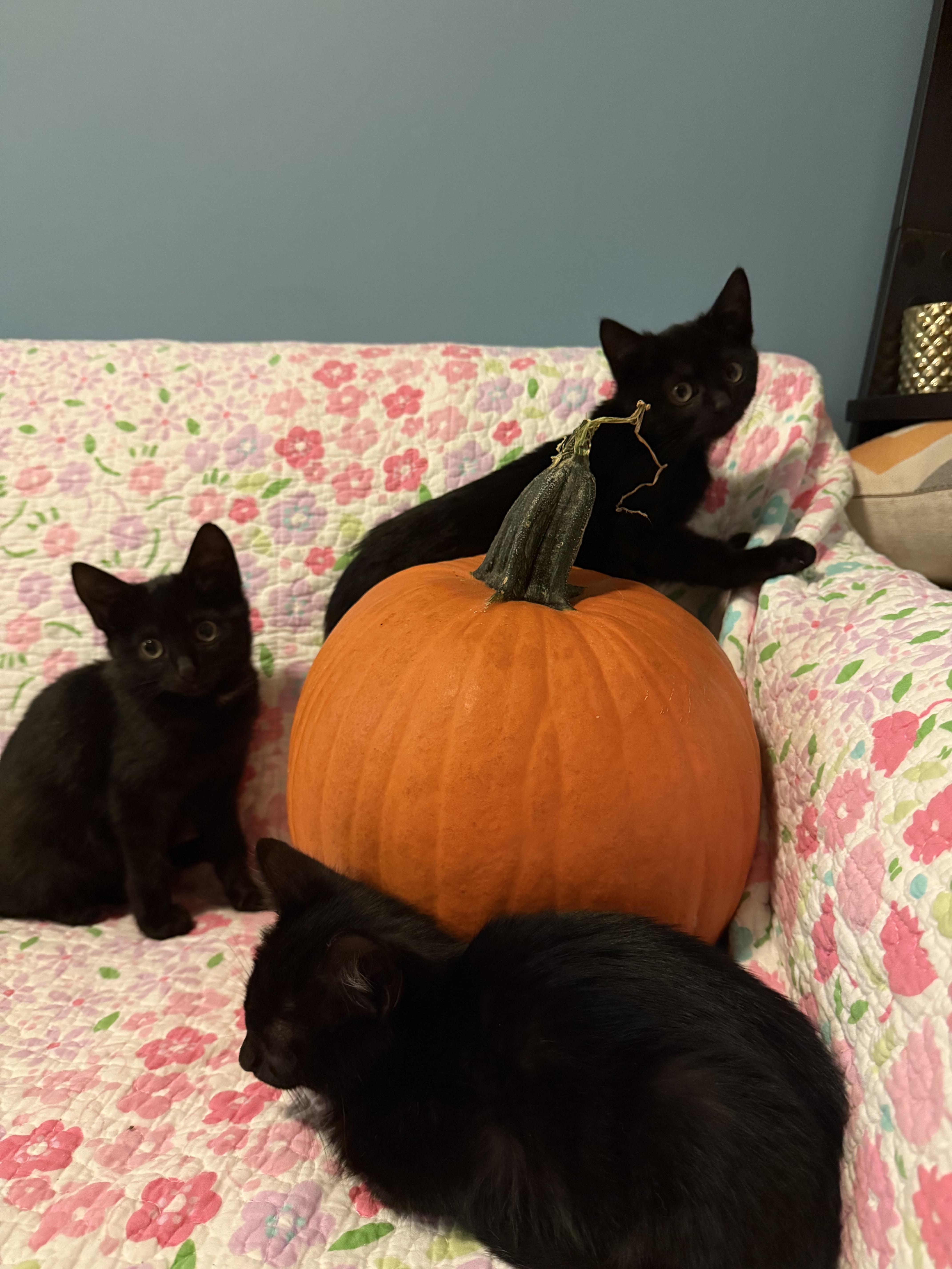 Enlarge Binx (bonded with Jinx), a Adoptable Domestic Short Hair in Long Island City, NY image 2/3