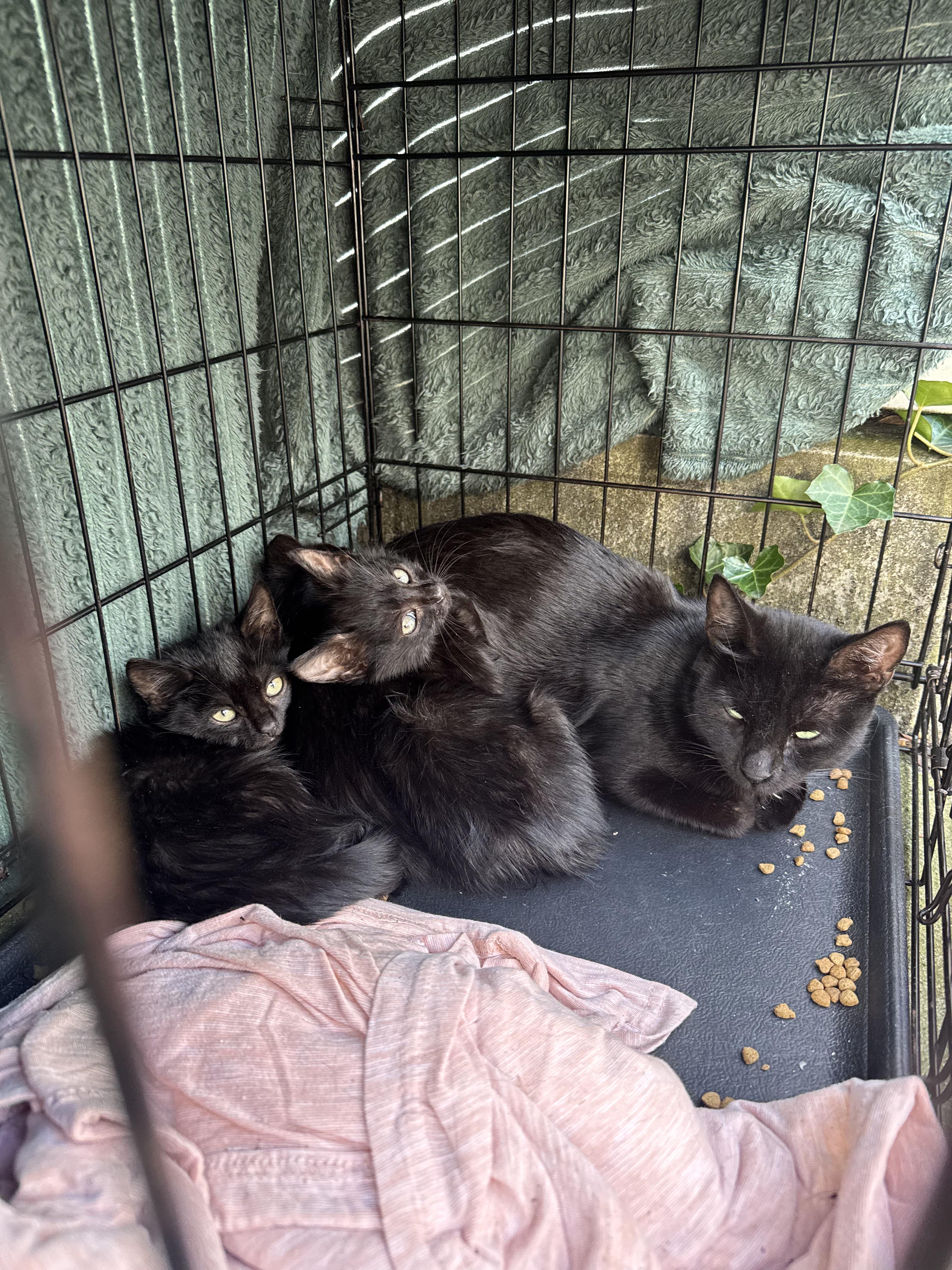 Enlarge Binx (bonded with Jinx), a Adoptable Domestic Short Hair in Long Island City, NY image 3/3