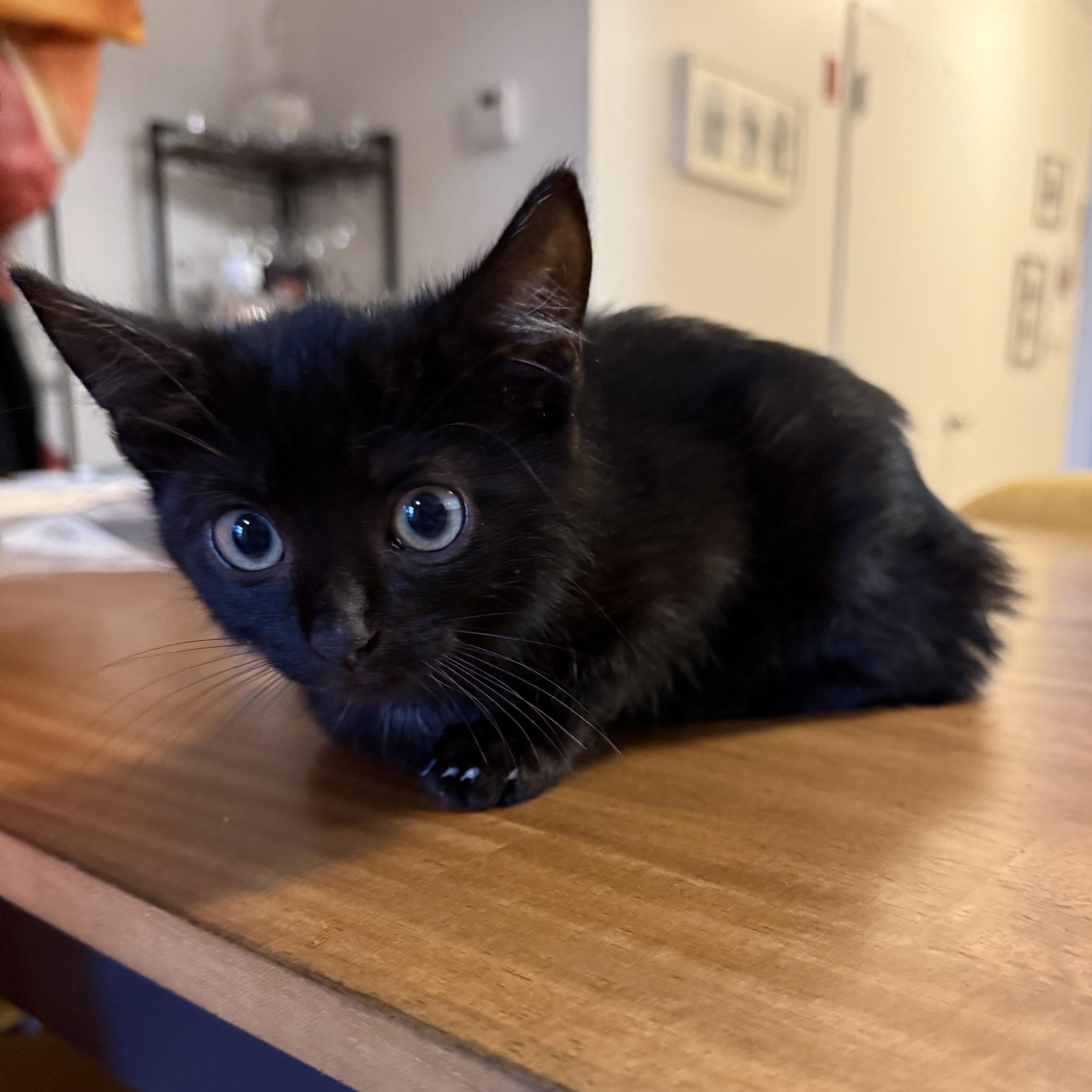 Binx (bonded with Jinx), Adoptable, Kitten Male Domestic Short Hair.