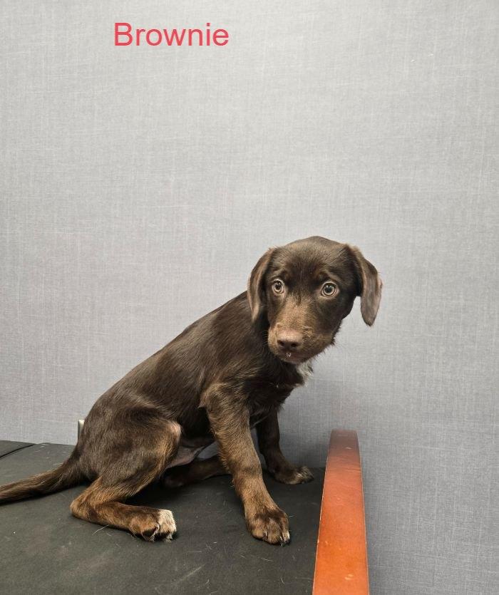 Enlarge Brownie, an adopted mixed breed in Okatie, SC image 1/1