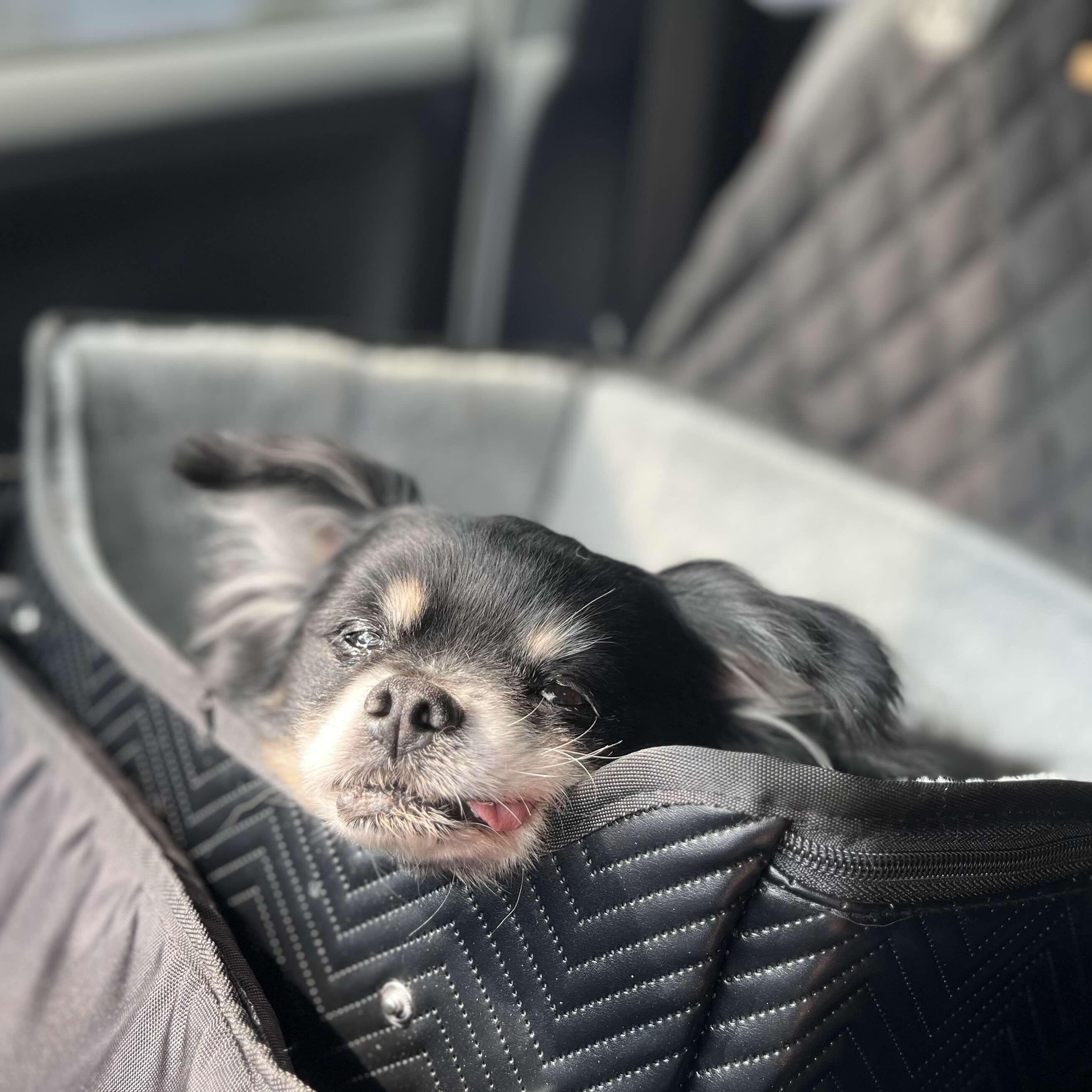 Ash, Adoptable, Senior Male Pomeranian.