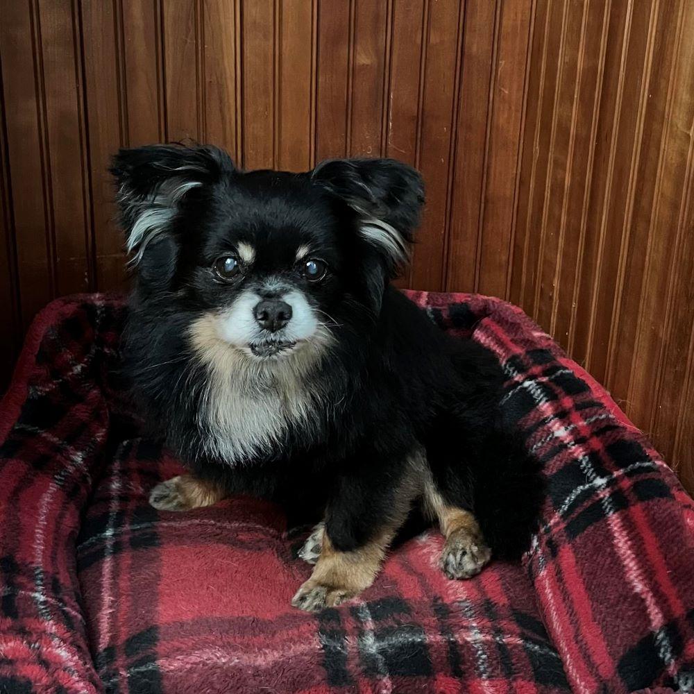 Ash, a Adoptable mixed breed in Rensselaer, NY image 2/5