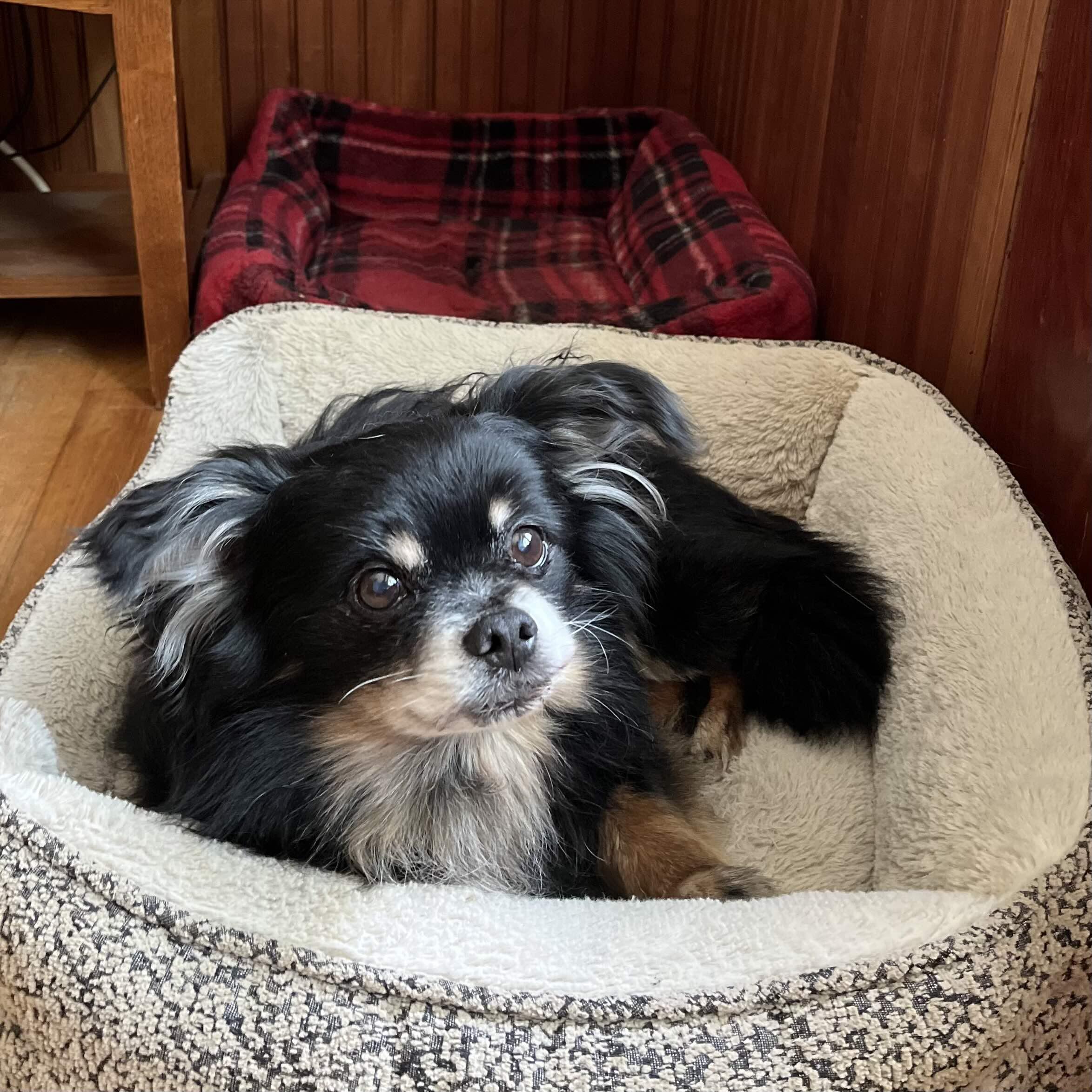 Ash, a Adoptable mixed breed in Rensselaer, NY image 3/5