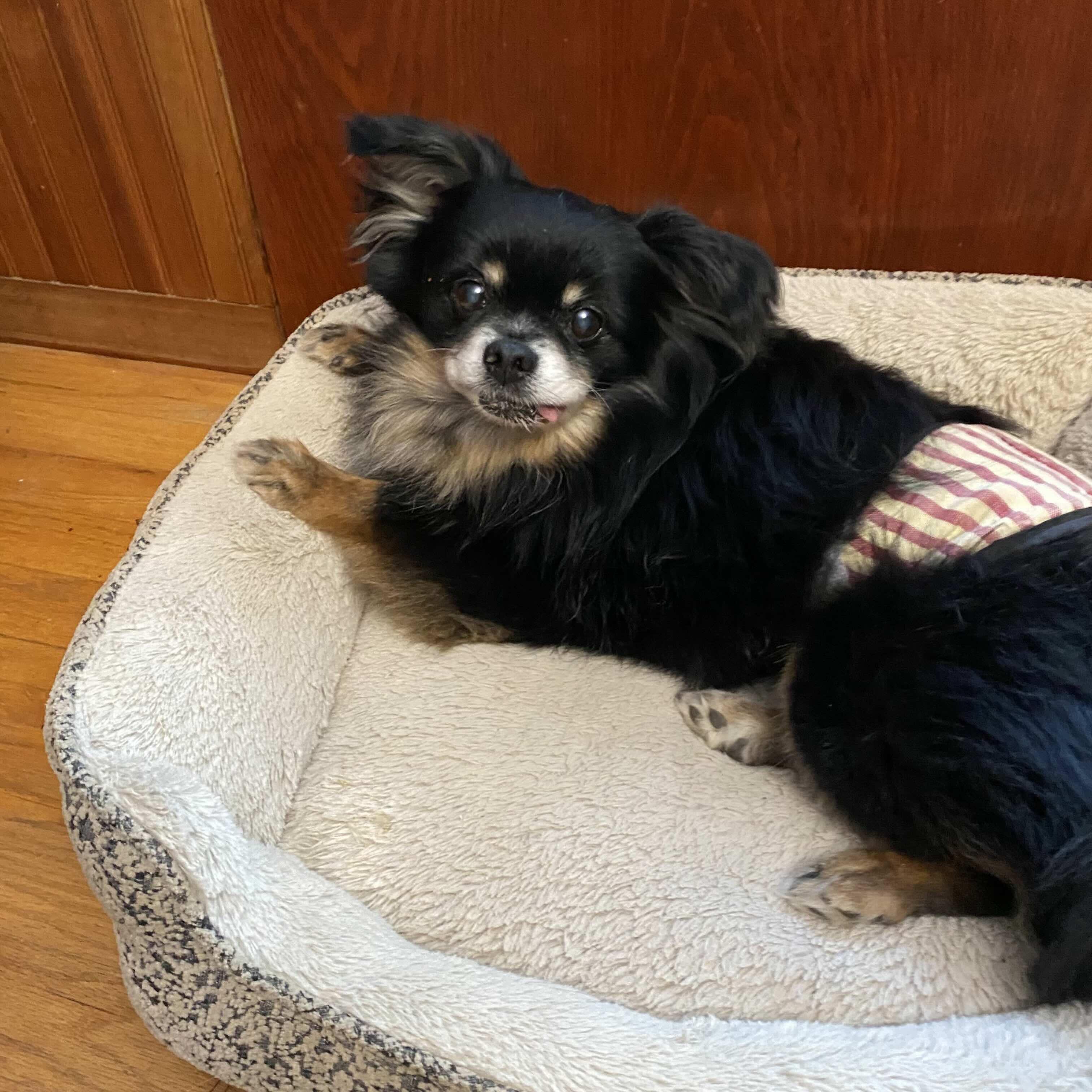 Ash, a Adoptable mixed breed in Rensselaer, NY image 4/5