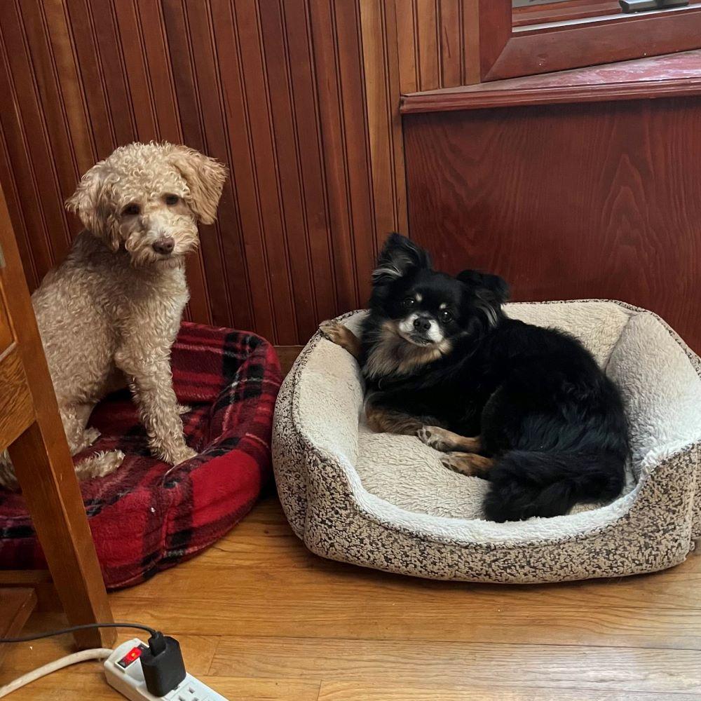 Ash, a Adoptable mixed breed in Rensselaer, NY image 5/5