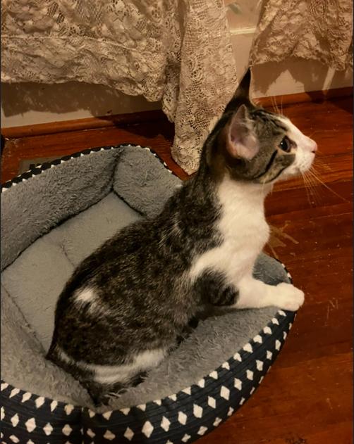 Lance, a Adoptable Domestic Short Hair in Manhattan , KS image 5/6