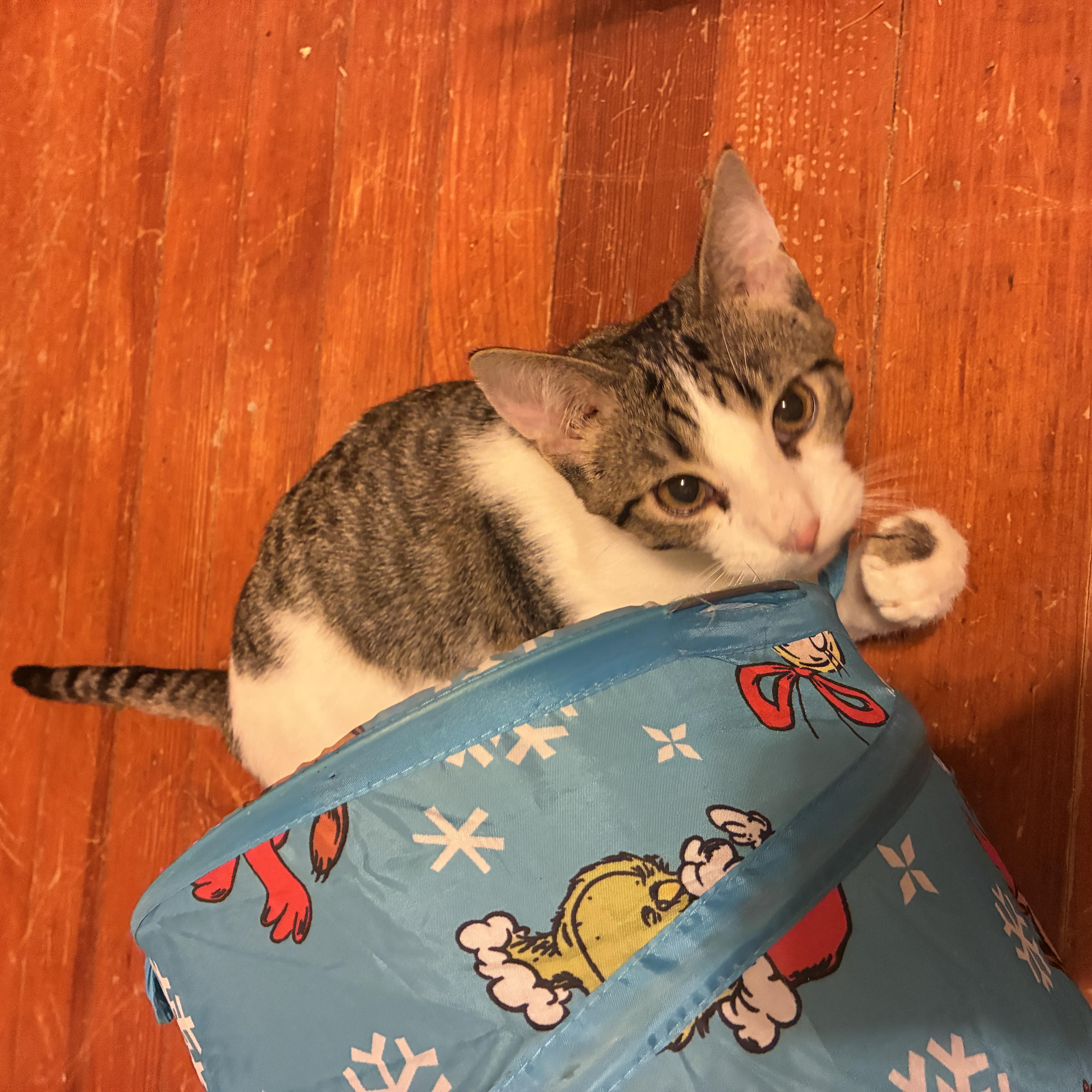 Lance, a Adoptable Domestic Short Hair in Manhattan , KS image 2/6