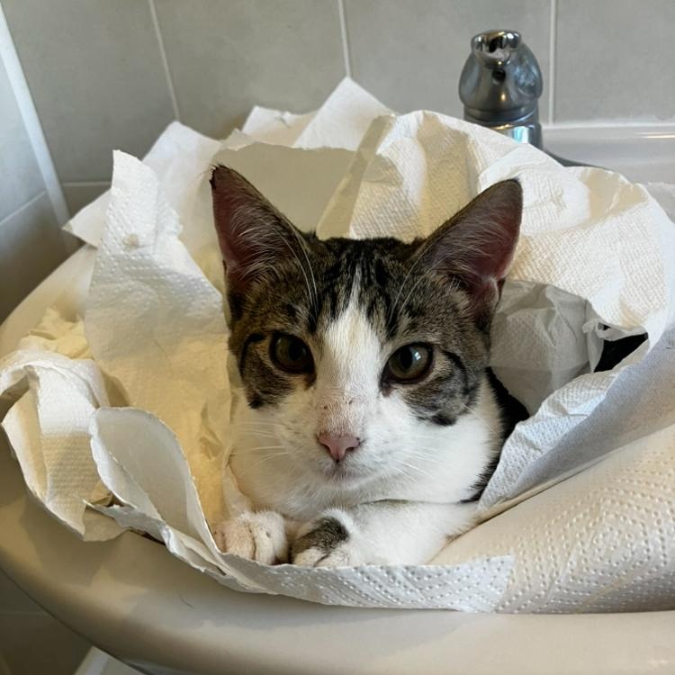 Lance, a Adoptable Domestic Short Hair in Manhattan , KS image 3/6