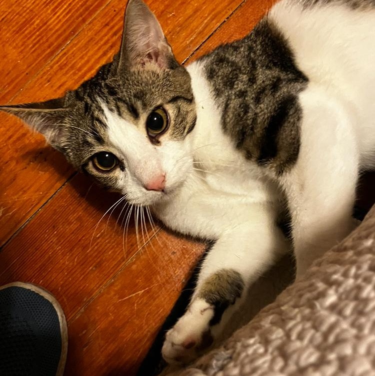 Lance, Adoptable, Young Male Domestic Short Hair.