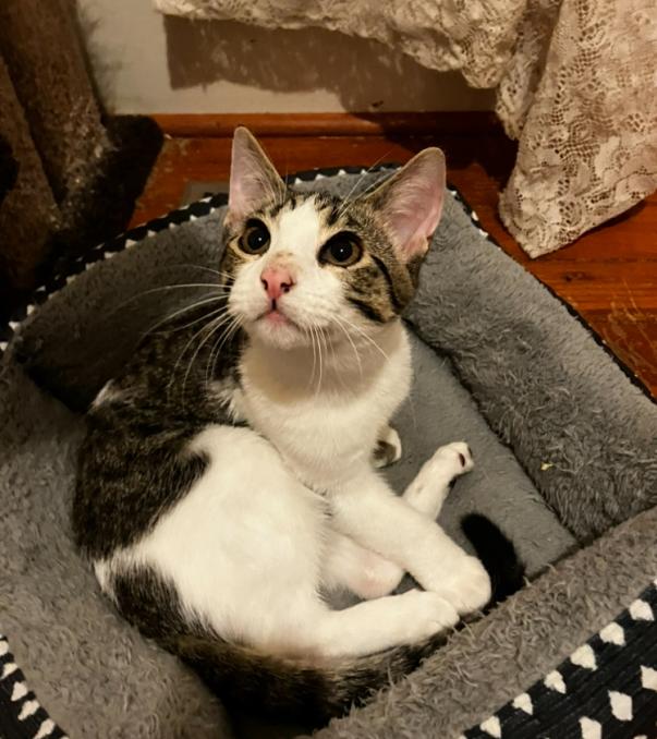 Lance, a Adoptable Domestic Short Hair in Manhattan , KS image 6/6