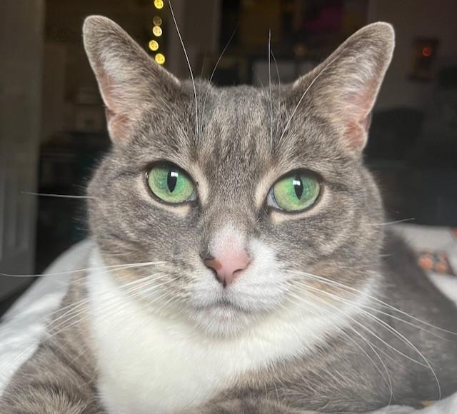 Enlarge Celery, a ADOPTABLE Tabby in Stoney Creek, ON image 2/5