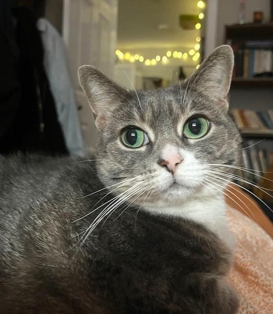 Enlarge Celery, a ADOPTABLE Tabby in Stoney Creek, ON image 4/5