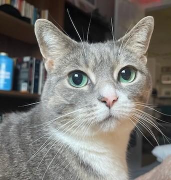 Enlarge Celery, a ADOPTABLE Tabby in Stoney Creek, ON image 5/5