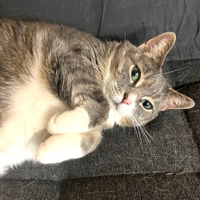 Celery, ADOPTABLE, Adult Female Tabby.