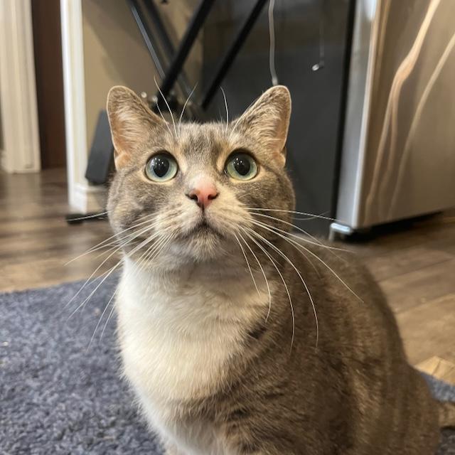 Enlarge Celery, a ADOPTABLE Tabby in Stoney Creek, ON image 3/5