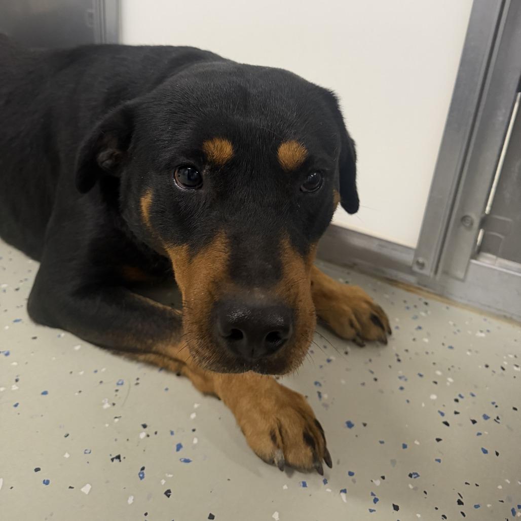 Enlarge Titan, a Adoptable Rottweiler in Marion, VA image 1/1