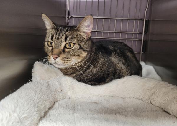 Enlarge Sally, a Adoptable mixed breed in Vancouver, WA image 1/1