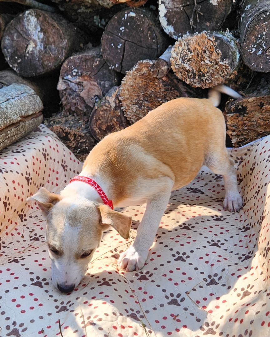 Candy, Adopted, Puppy Female Pit Bull Terrier.