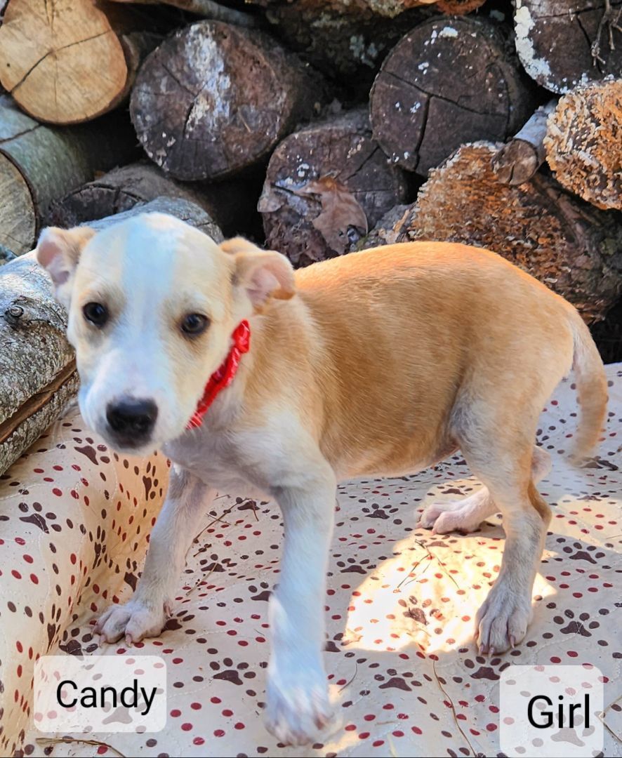 Candy, a Adopted mixed breed image 2/2