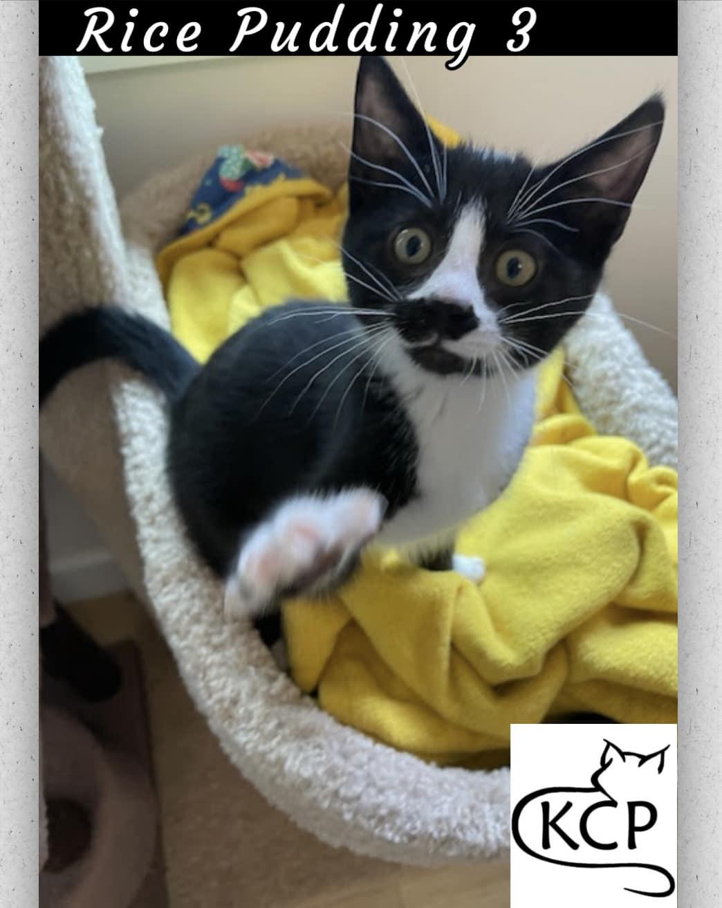 Rice Pudding 3, an adoptable Domestic Short Hair in Courtenay, BC, V9N 7P1 | Photo Image 1