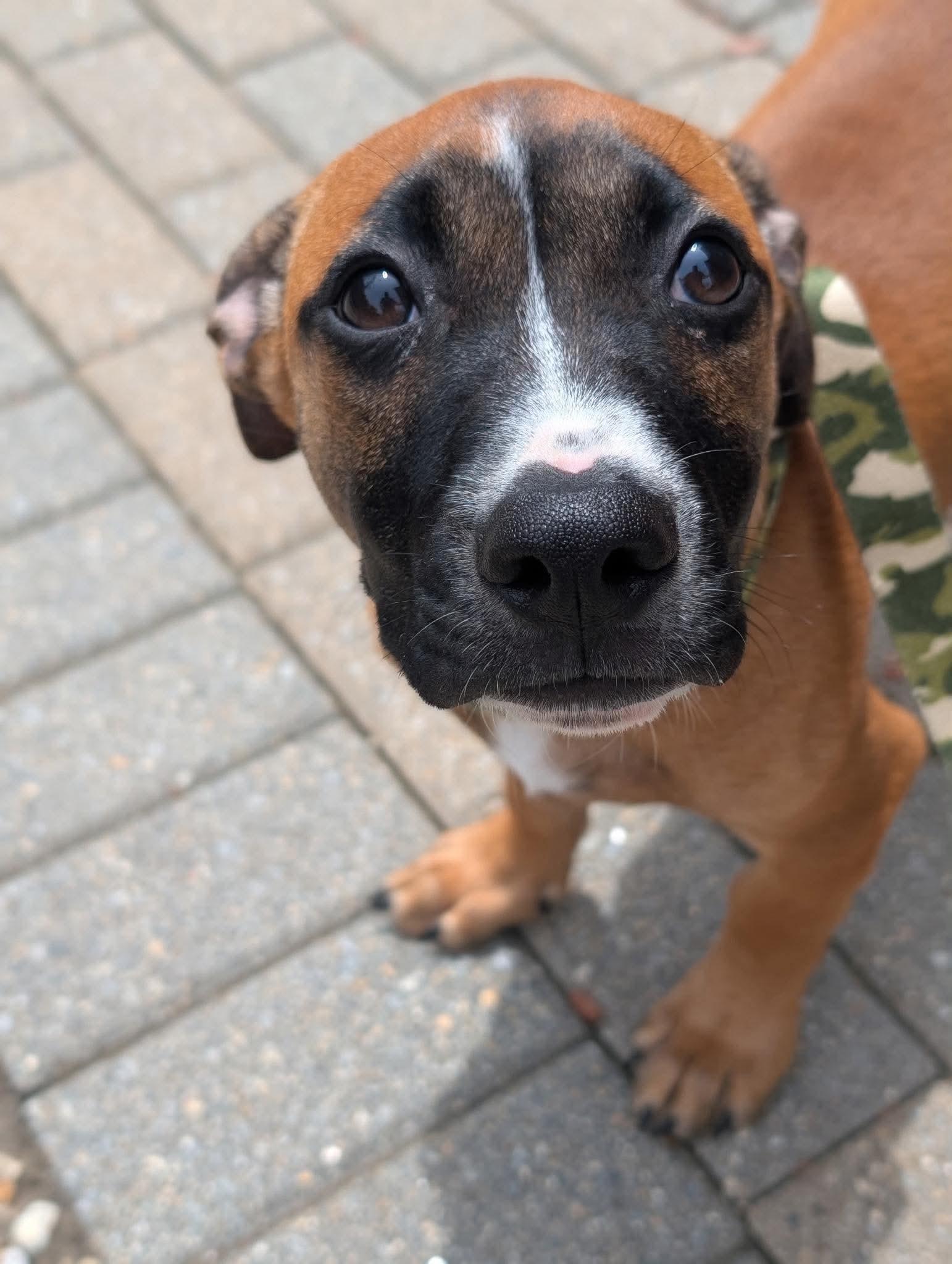 Topper, a Adoptable mixed breed in Tyngsboro, MA image 3/6