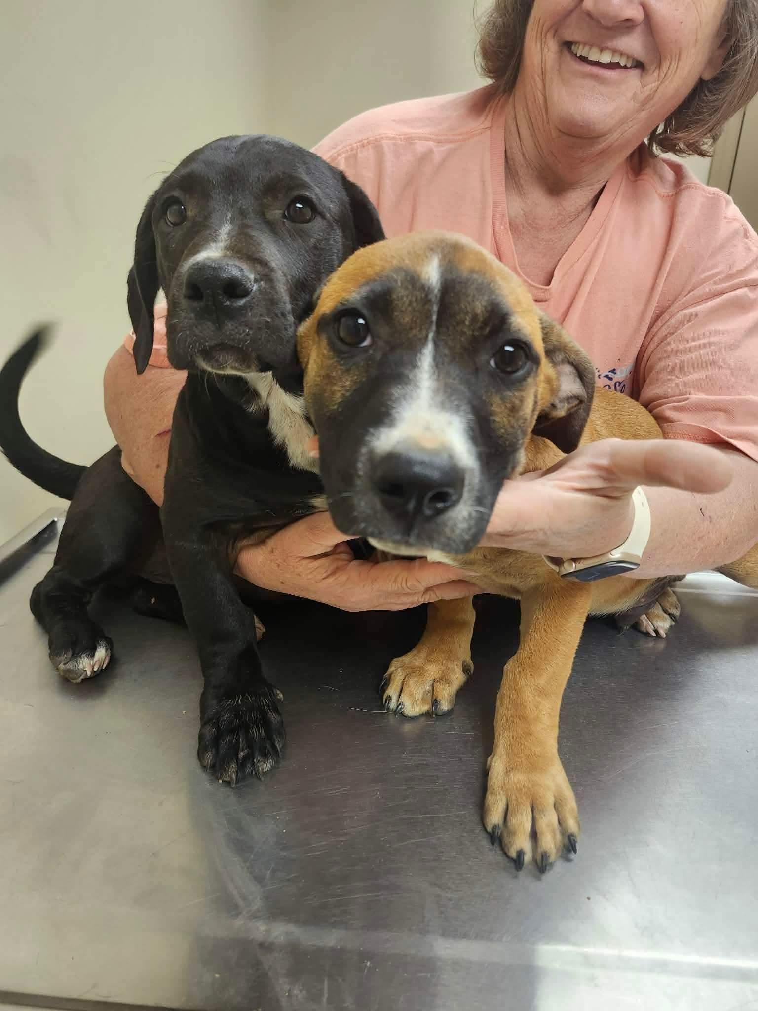 Topper, a Adoptable mixed breed in Smithfield, RI image 5/6