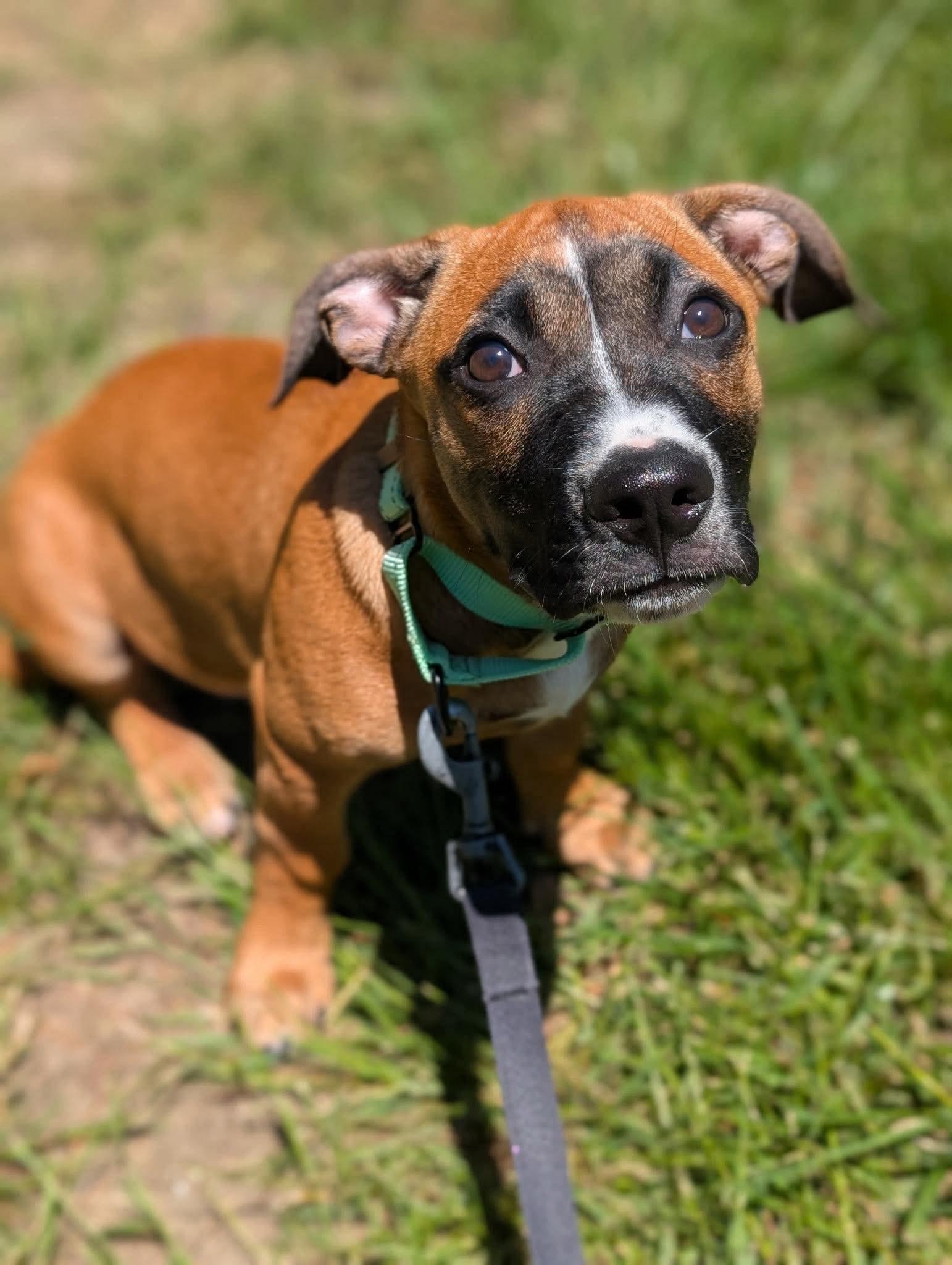 Topper, a Adoptable mixed breed in Tyngsboro, MA image 5/6