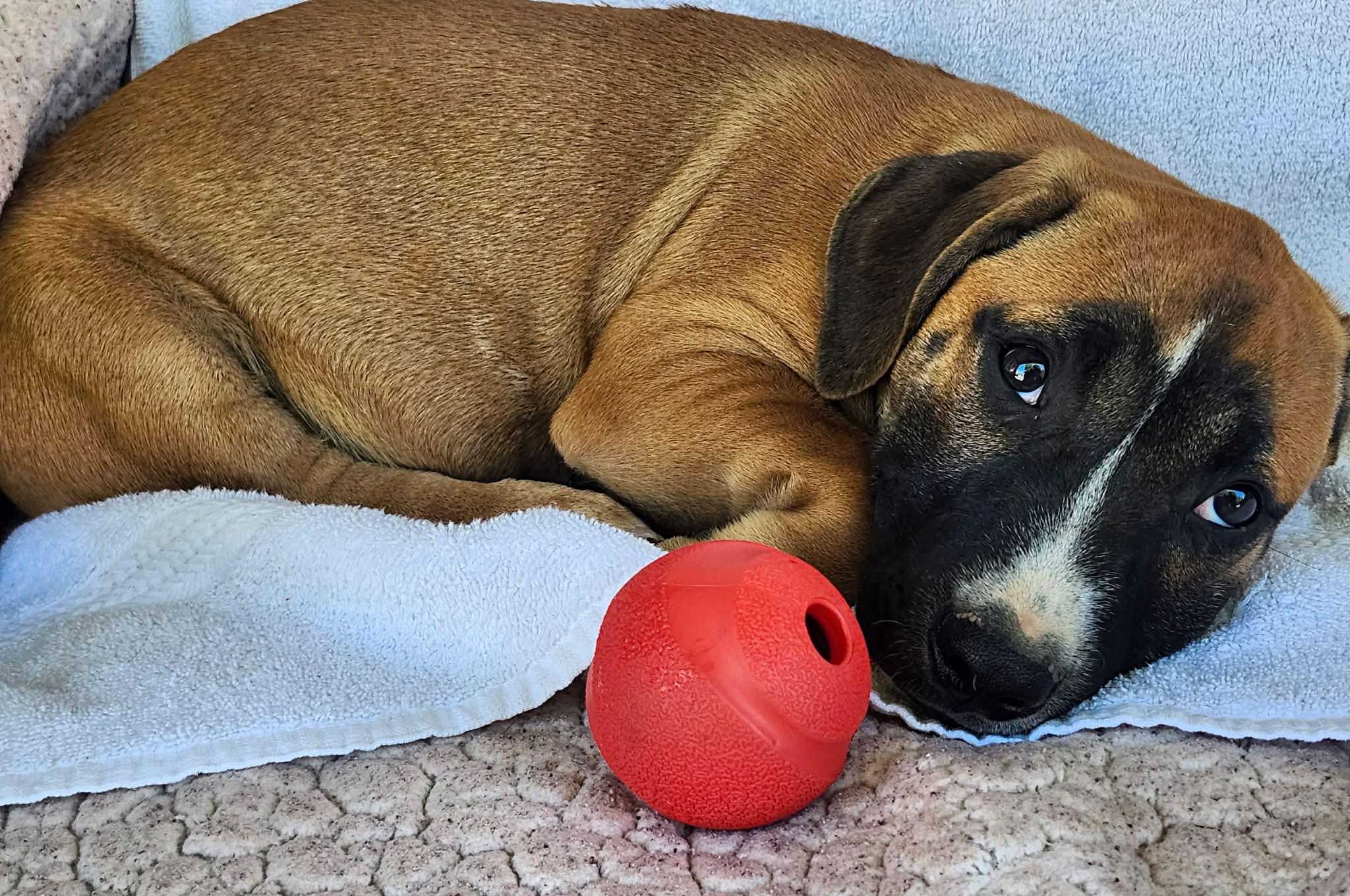 Topper, a Adoptable mixed breed in Smithfield, RI image 3/6
