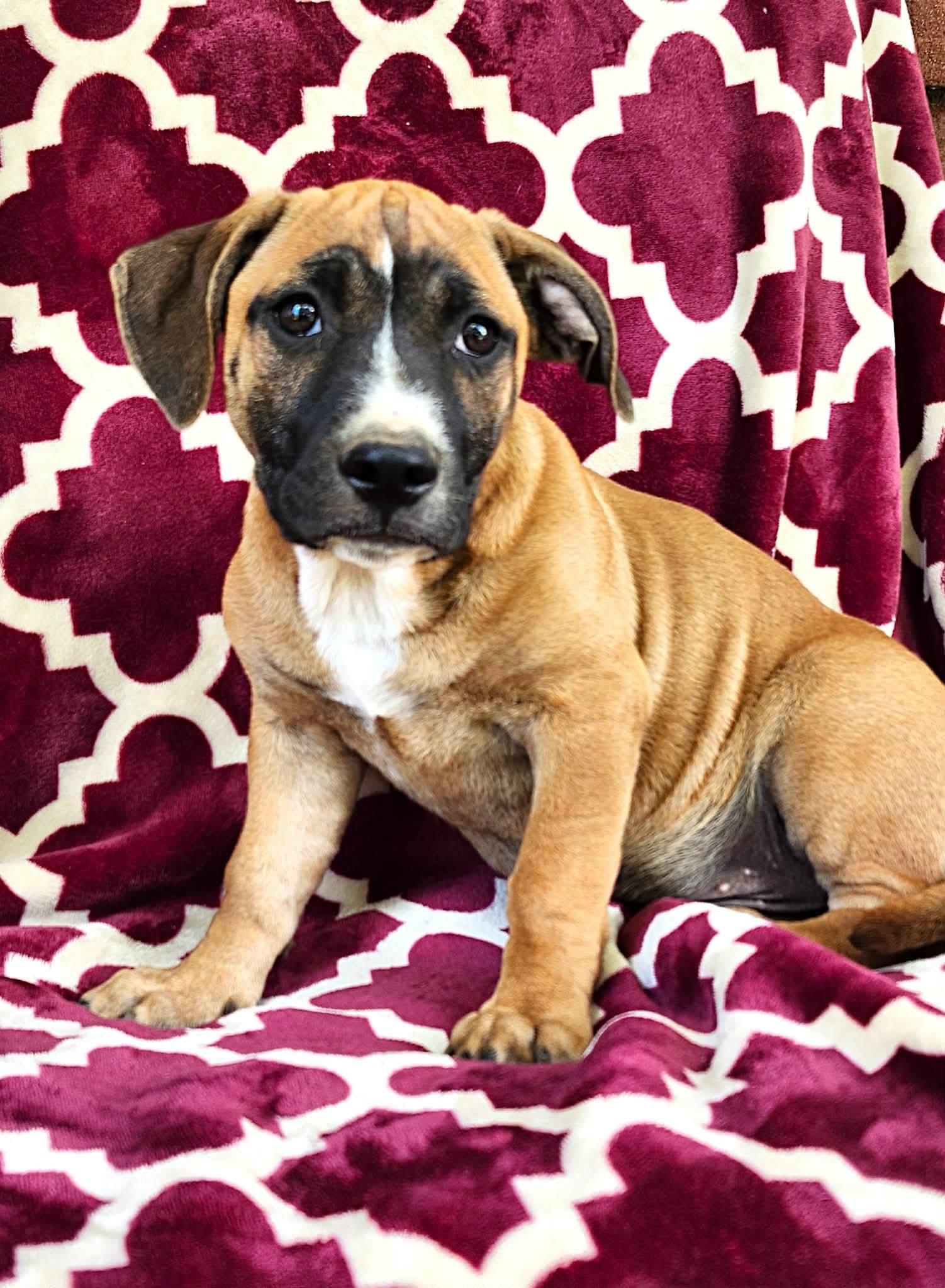 Topper, a Adoptable mixed breed in Smithfield, RI image 2/6