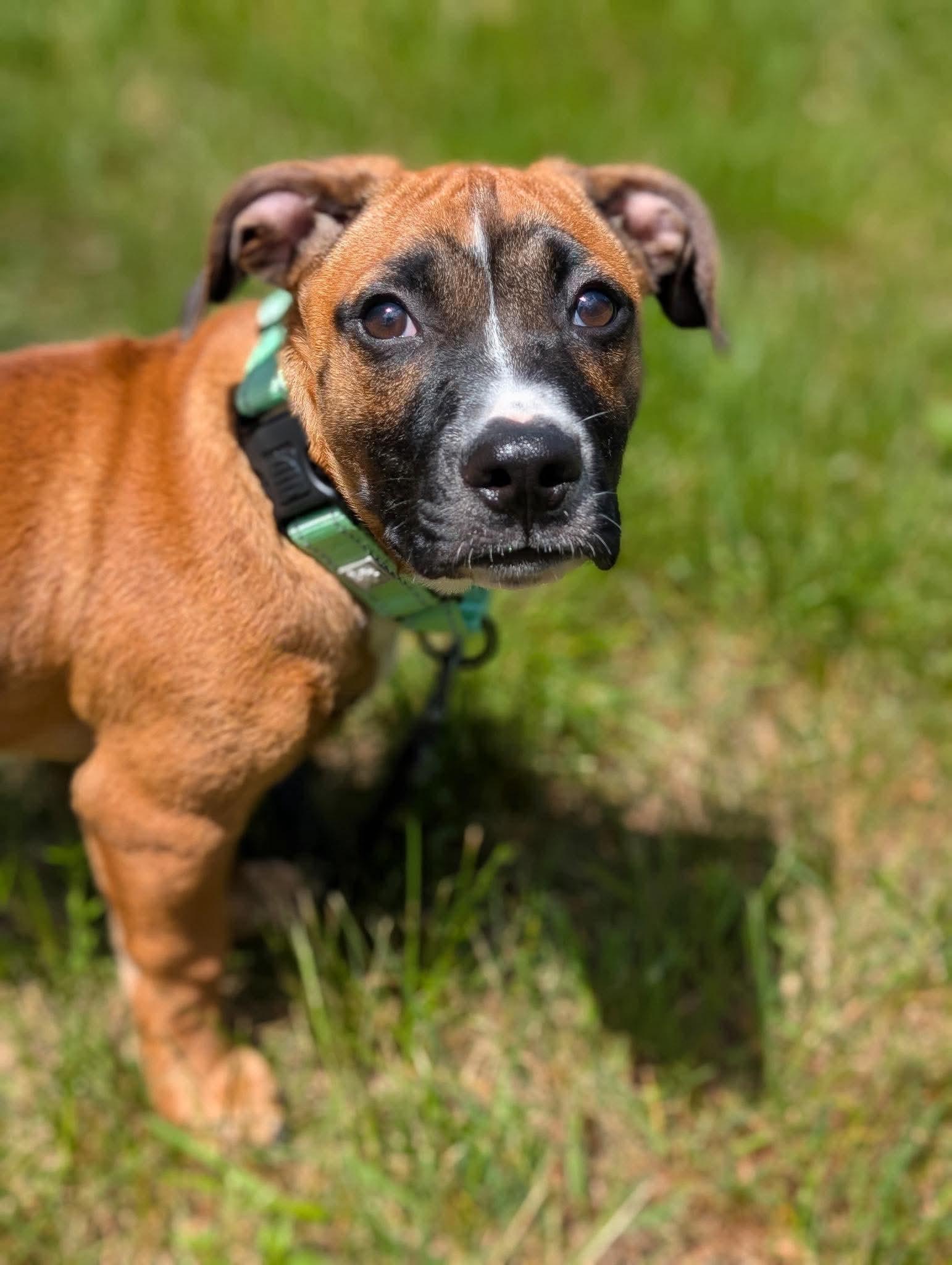 Topper, a Adoptable mixed breed in Tyngsboro, MA image 1/6