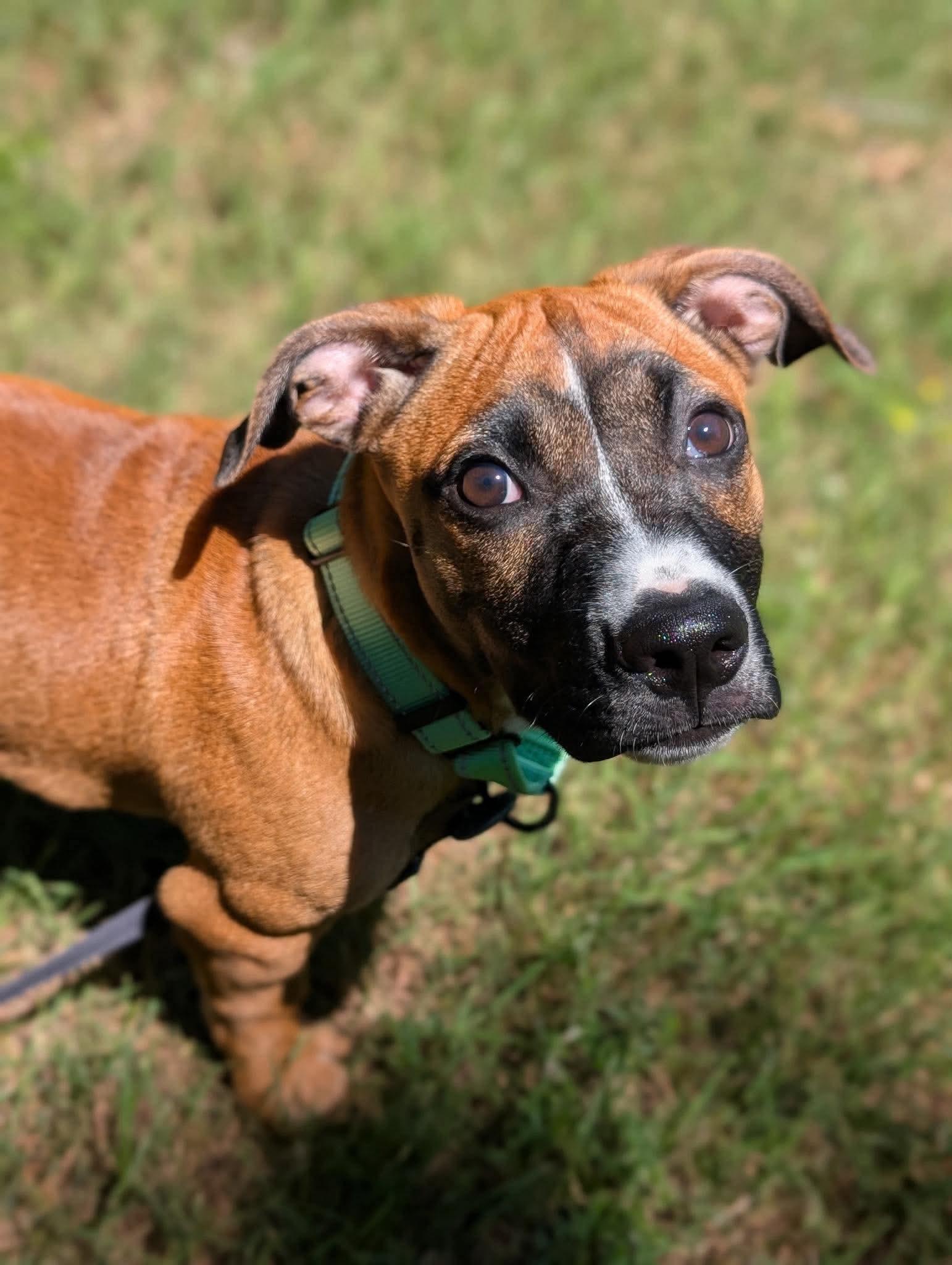 Topper, a Adoptable mixed breed in Tyngsboro, MA image 2/6