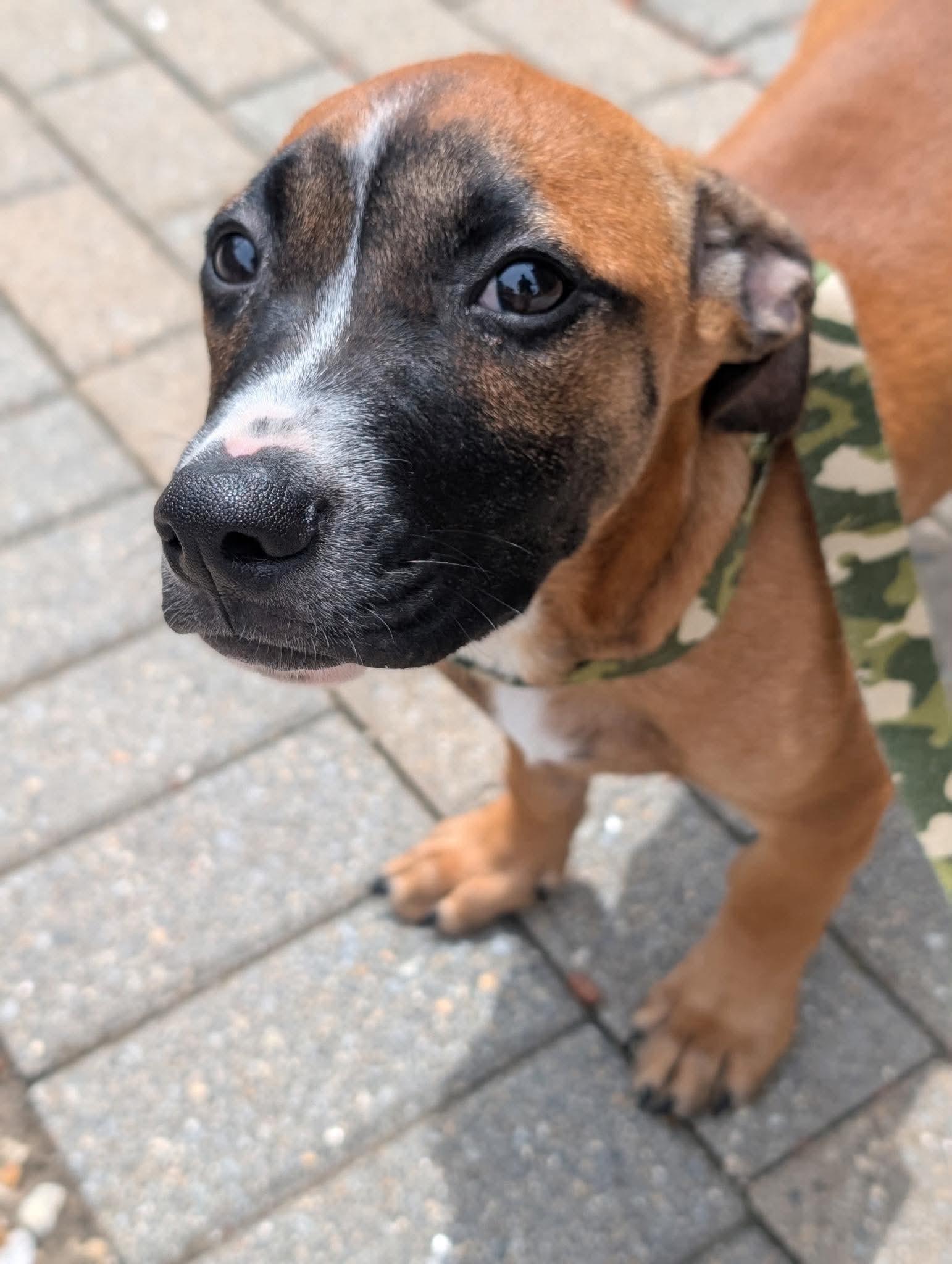 Topper, a Adoptable mixed breed in Tyngsboro, MA image 4/6