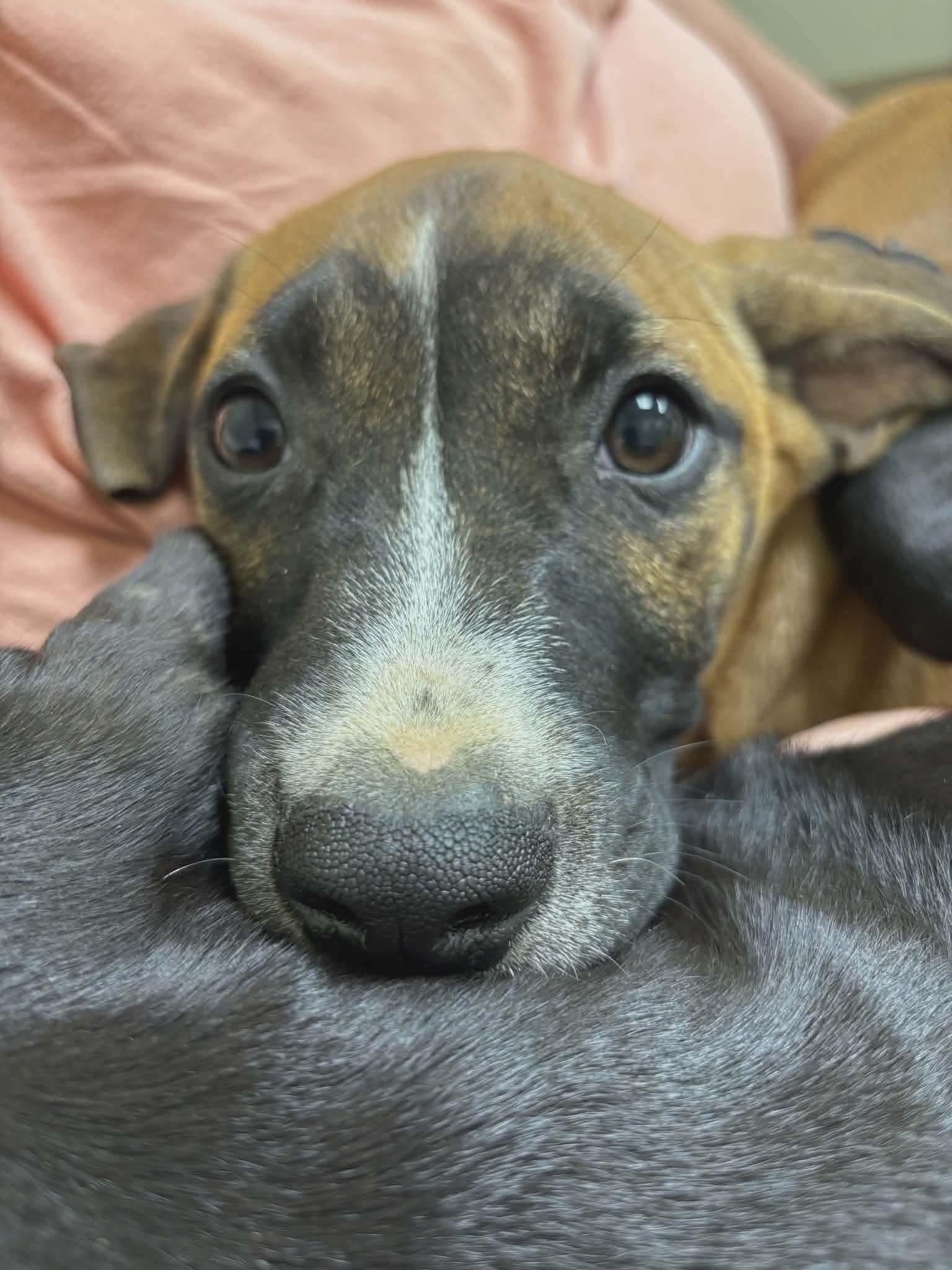 Topper, a Adoptable mixed breed in Smithfield, RI image 4/6