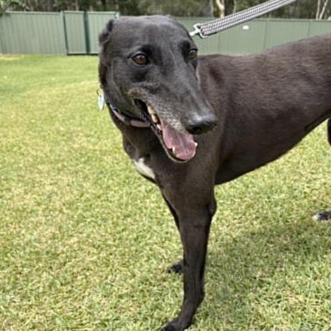 Lilly (Cash Dash)-Coming Soon, adopted, Adult Female Greyhound.