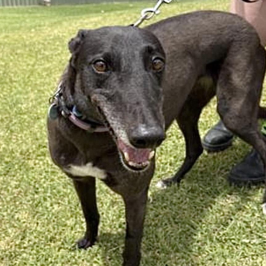 Lilly (Cash Dash)-Coming Soon, an adopted Greyhound in North Port, FL image 3/3