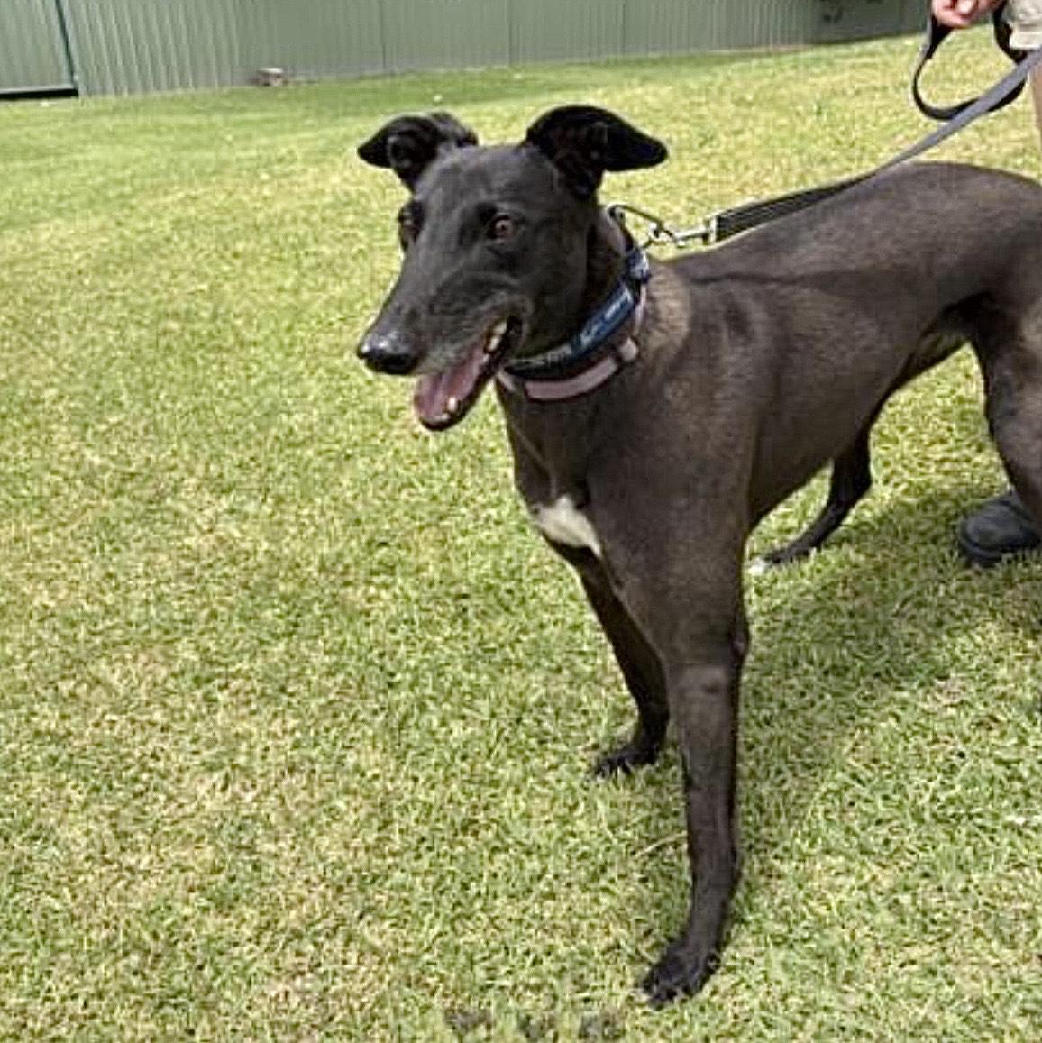 Lilly (Cash Dash)-Coming Soon, an adopted Greyhound in North Port, FL image 2/3