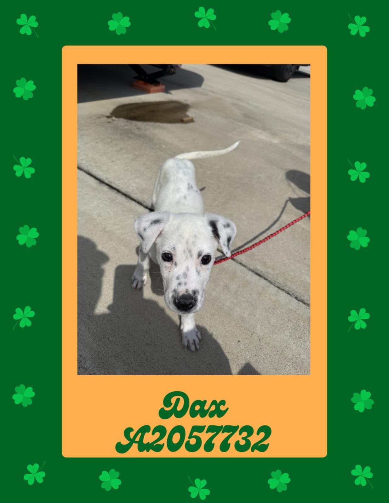 Enlarge COCO, a Adoptable mixed breed in Houston, TX image 1/1