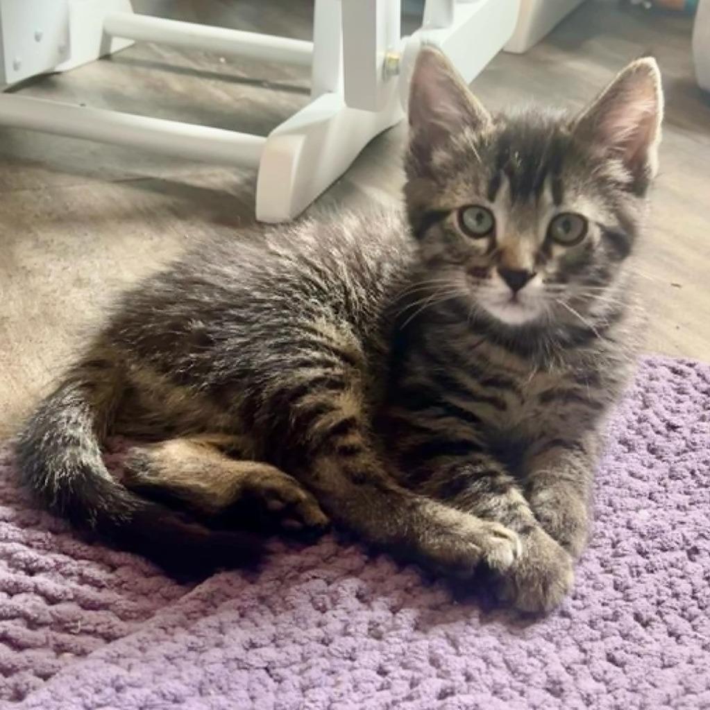 Enlarge Woody, a Adoptable mixed breed in Urbandale, IA image 1/4