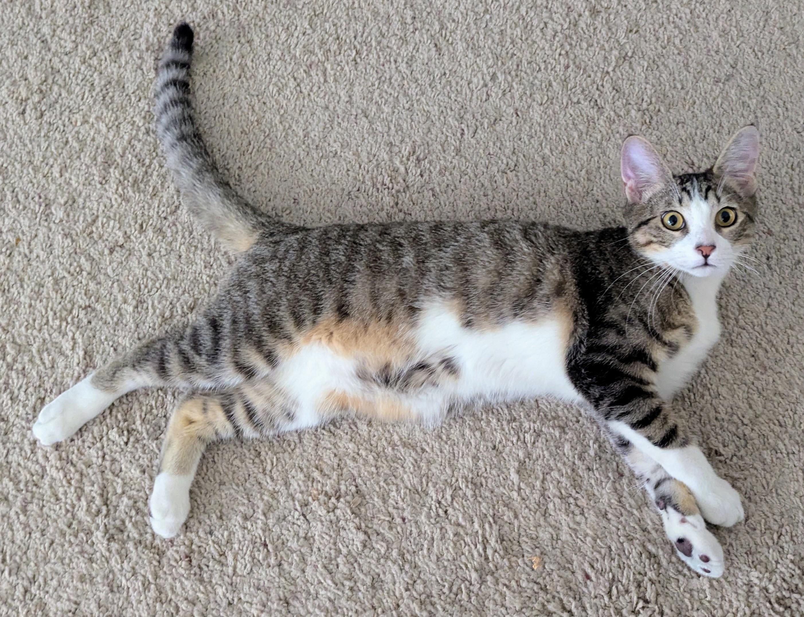 Otis, Adoptable, Kitten Male Domestic Short Hair.