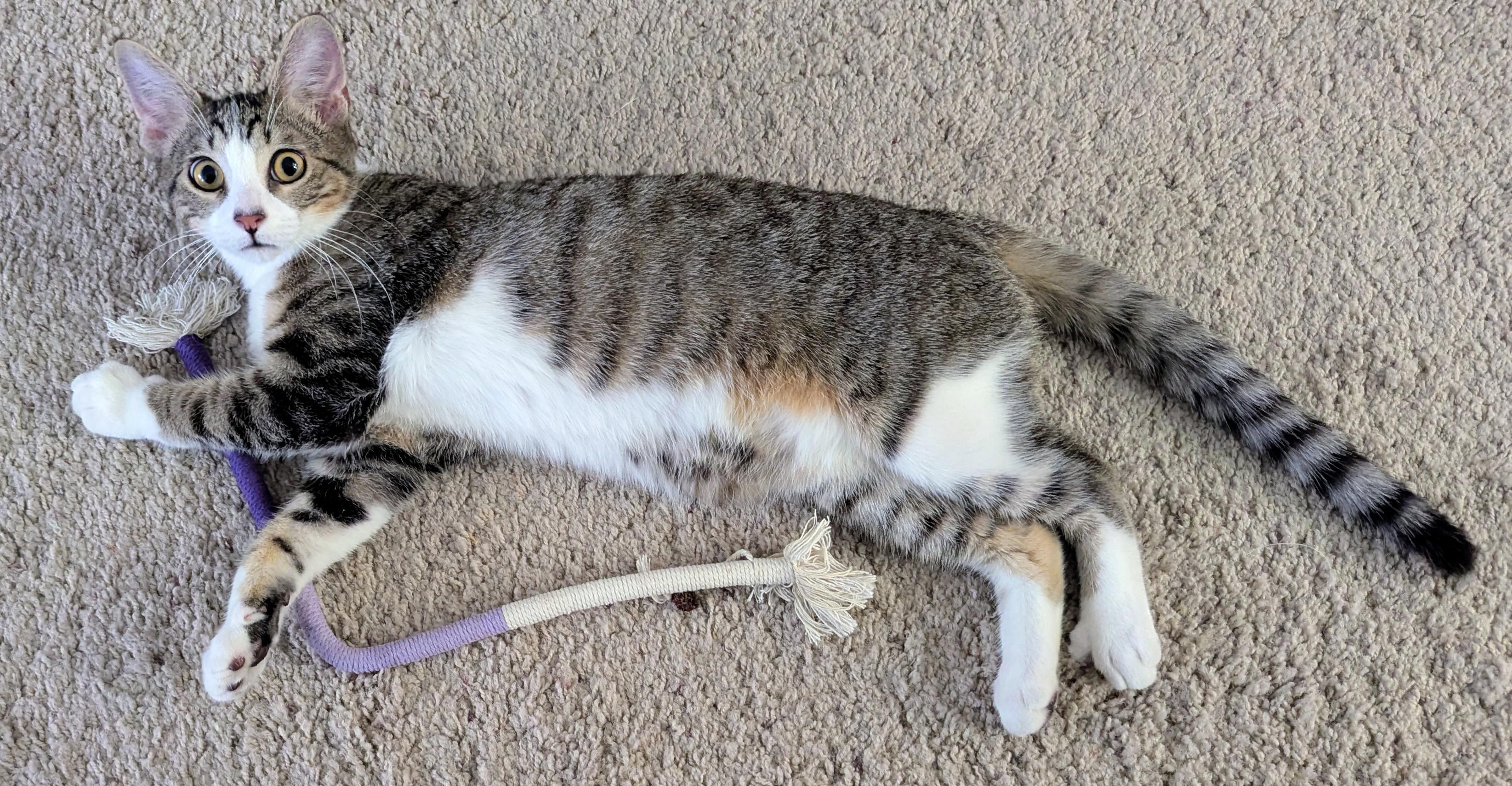 Enlarge Otis, a Adoptable Domestic Short Hair in Phoenix, AZ image 2/2